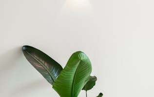 location - Sienna - Modern interior with plants and lighting  location - Sienna - Image of a modern interior featuring a large green plant with imposing leaves, a brown leather chair, and wall lighting. The room is decorated with colorful patterns and elegant furniture.